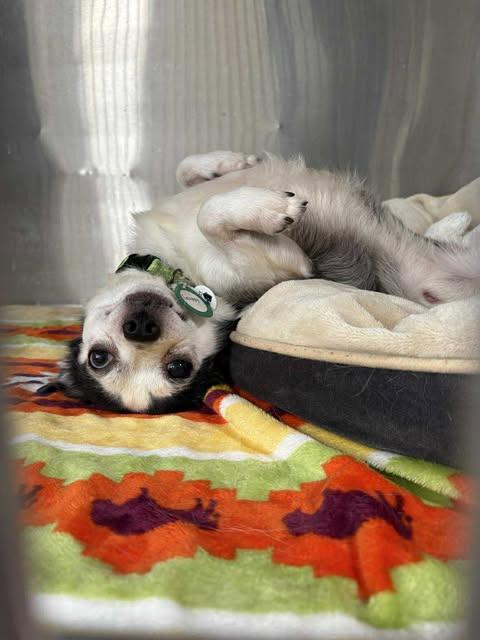 Enlarge Squid, an adoptable Chihuahua in Phoenix, AZ image 6/6