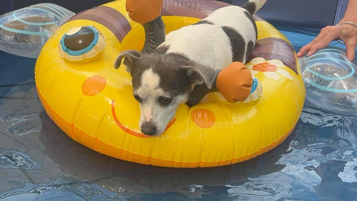 Squid, adoptable, Adult Male Chihuahua.