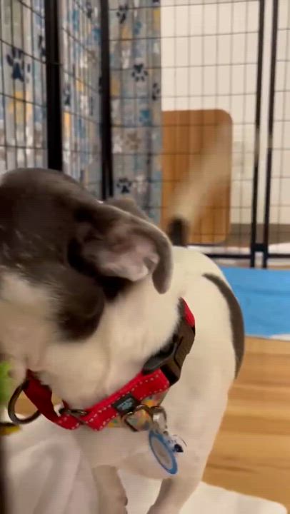 Enlarge Squid, an adoptable Chihuahua in Phoenix, AZ video 3/6