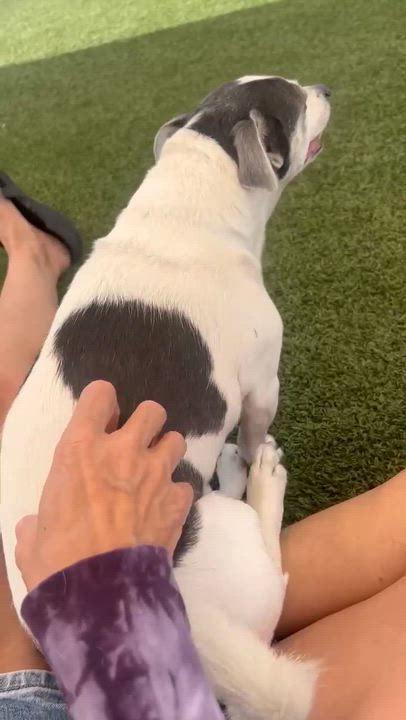 Enlarge Squid, an adoptable Chihuahua in Phoenix, AZ video 5/6