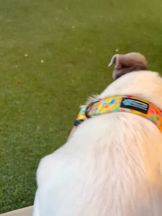 Enlarge Squid, an adoptable Chihuahua in Phoenix, AZ video 4/6