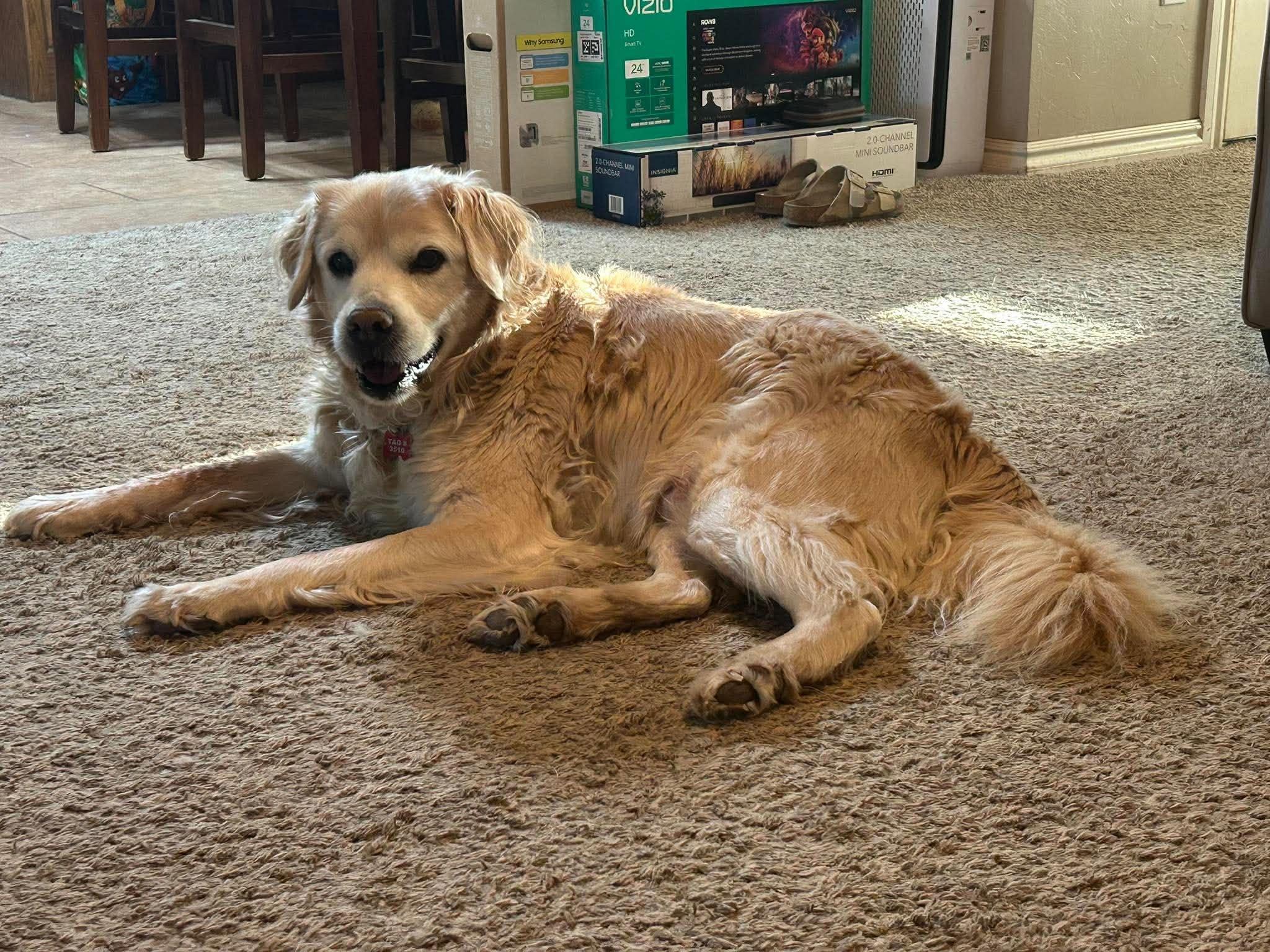 Loghan, Adoptable, Senior Male Golden Retriever.