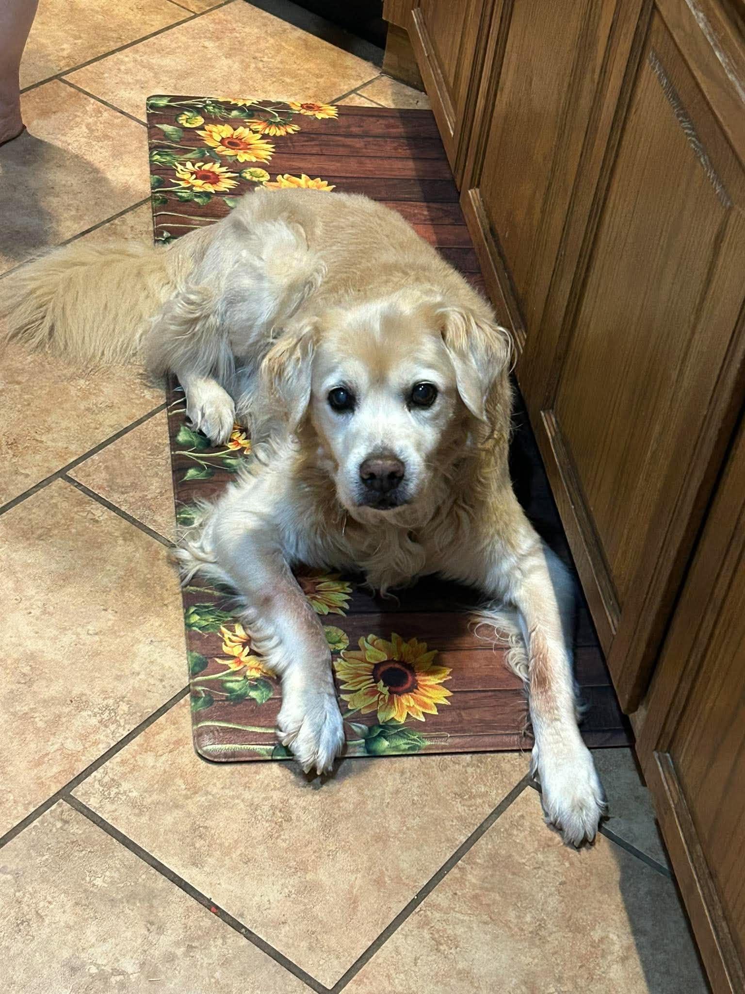 Enlarge Loghan, a Adoptable mixed breed in Oklahoma City, OK, OK image 2/6