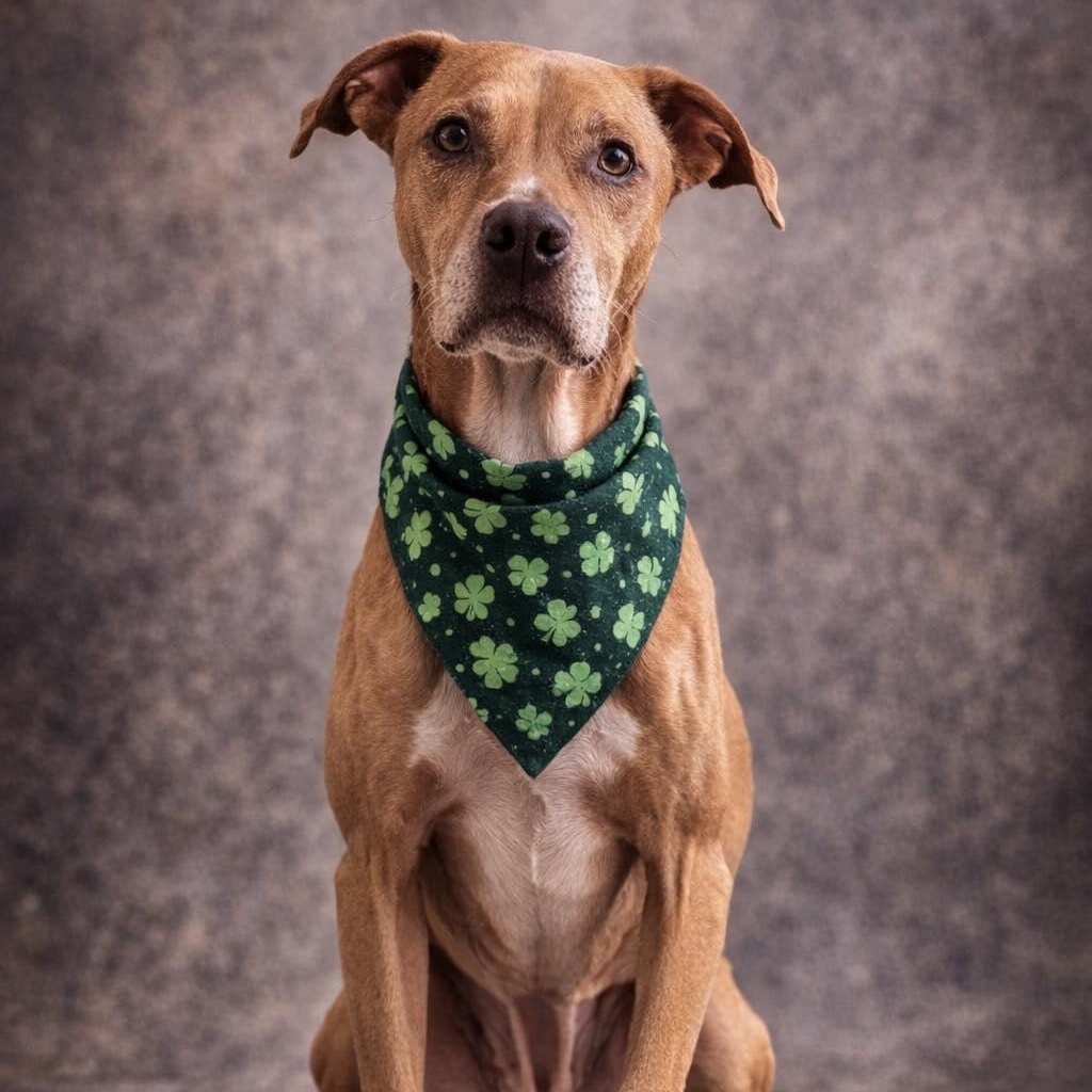 Courage, ADOPTABLE, Senior Male Mixed Breed.