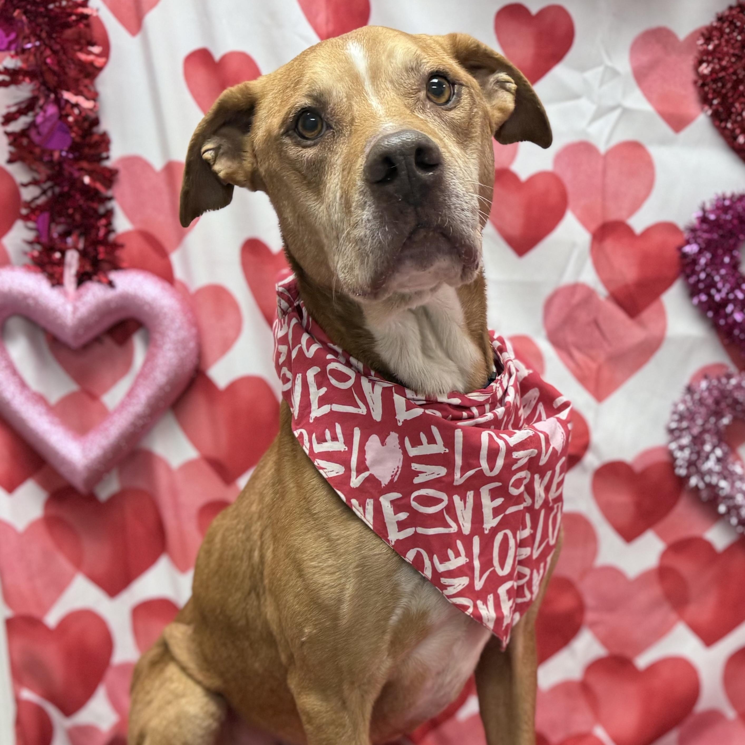 Enlarge Courage, a ADOPTABLE Mixed Breed in Effingham, IL image 6/6