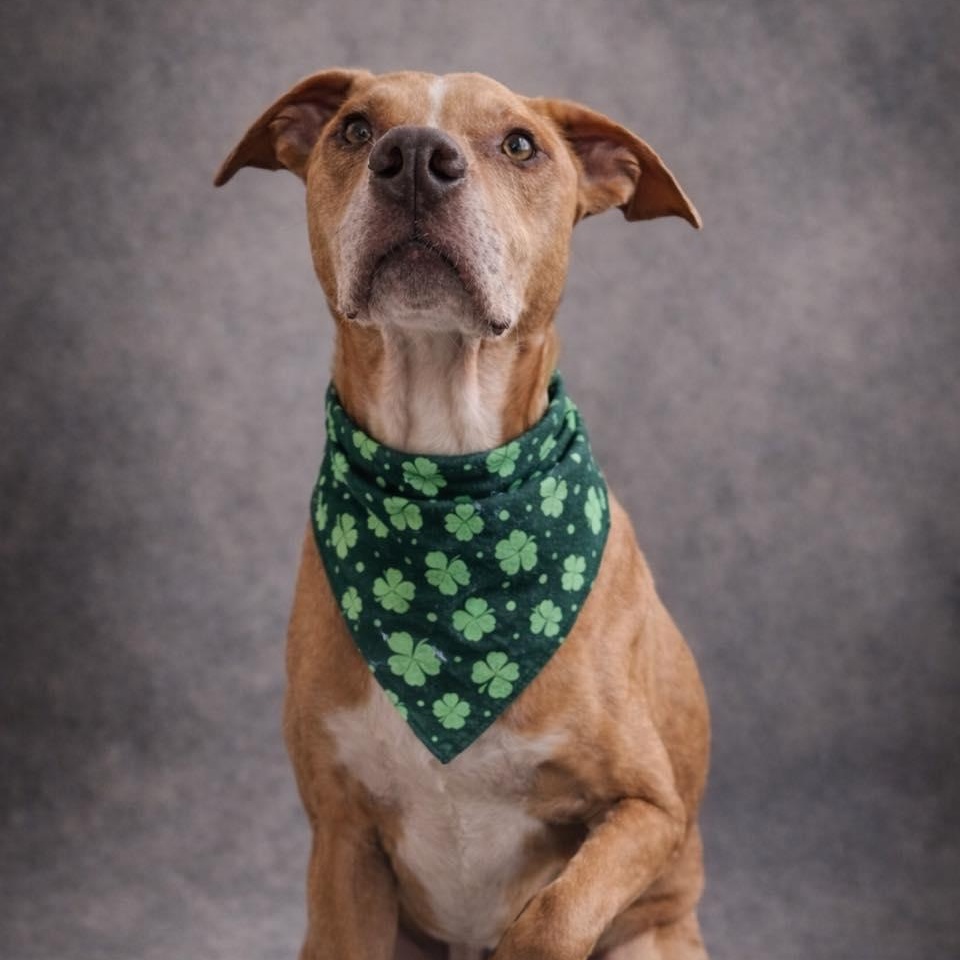 Enlarge Courage, a ADOPTABLE Mixed Breed in Effingham, IL image 4/6