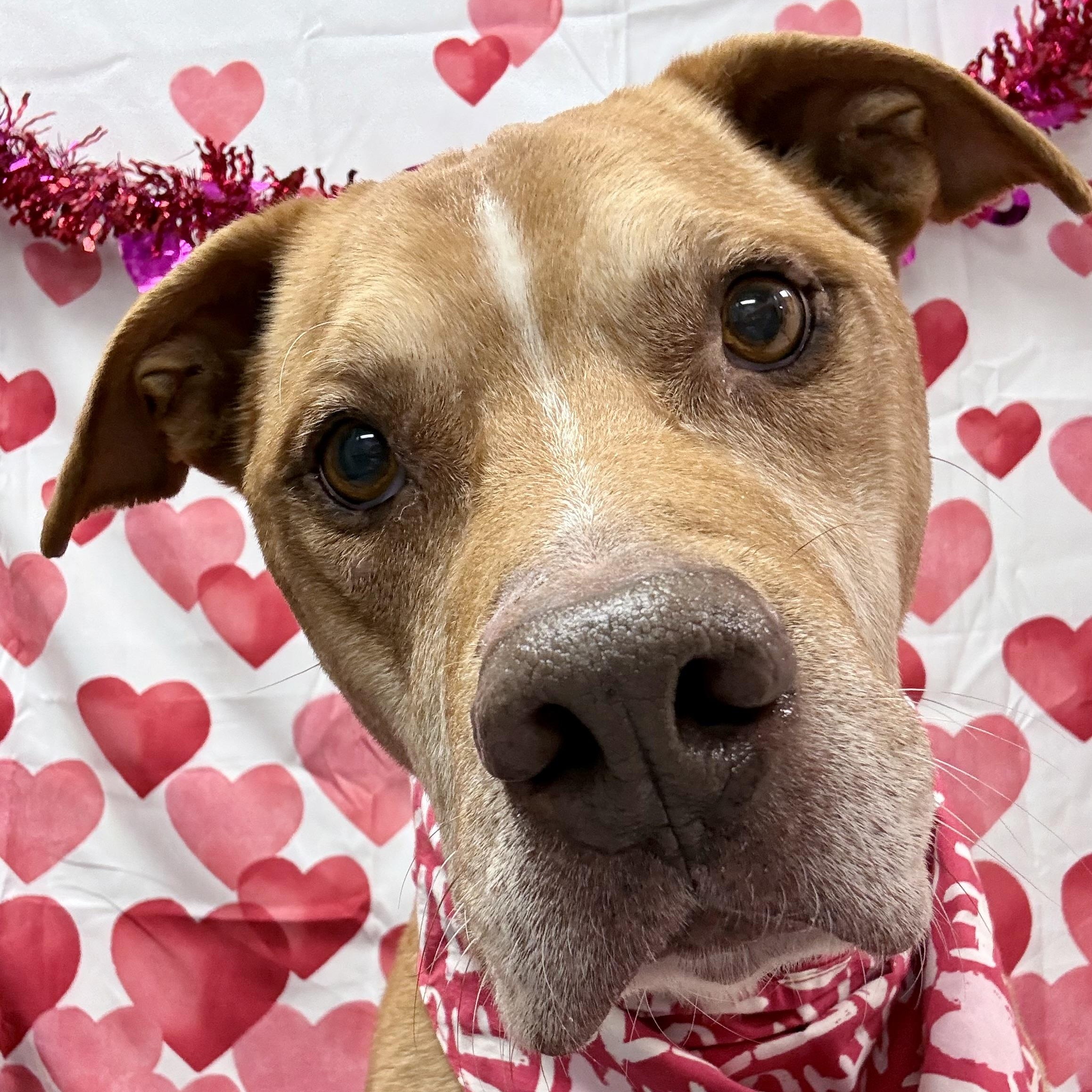 Enlarge Courage, a ADOPTABLE Mixed Breed in Effingham, IL image 5/6