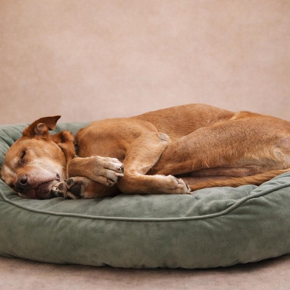 Enlarge Courage, a ADOPTABLE Mixed Breed in Effingham, IL image 3/6