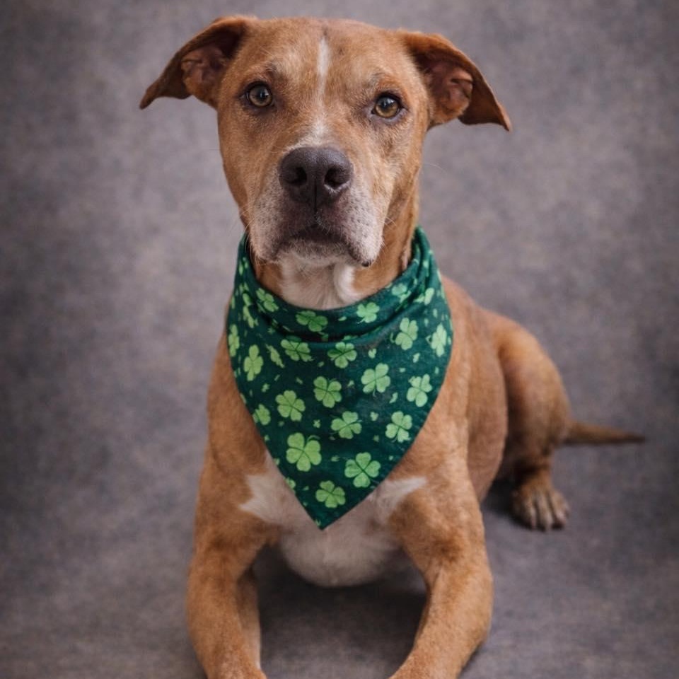 Enlarge Courage, a ADOPTABLE Mixed Breed in Effingham, IL image 2/6