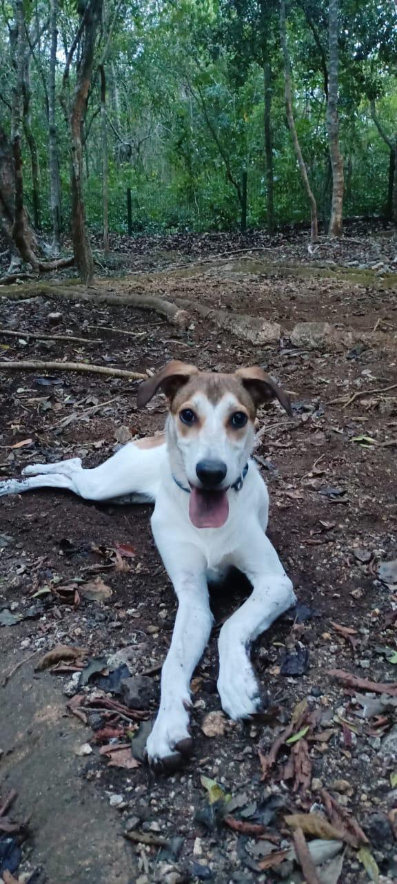 Billie, a ADOPTABLE mixed breed in New York, NY image 5/5
