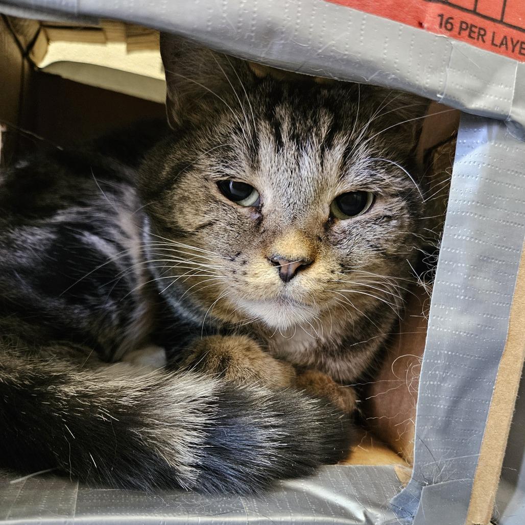 Enlarge Midgie, a Adoptable Domestic Short Hair in Evansville, IN image 1/2