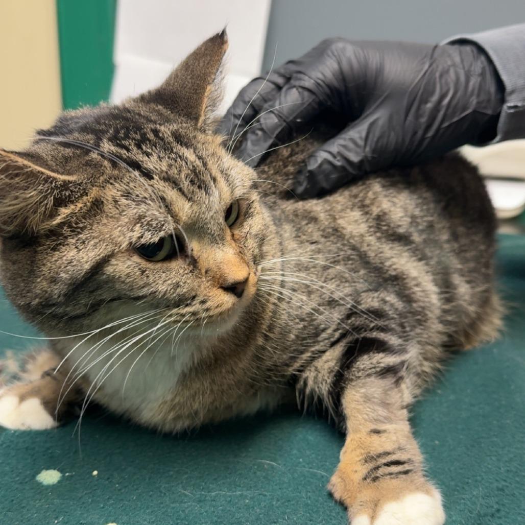 Enlarge Midgie, a Adoptable Domestic Short Hair in Evansville, IN image 2/2