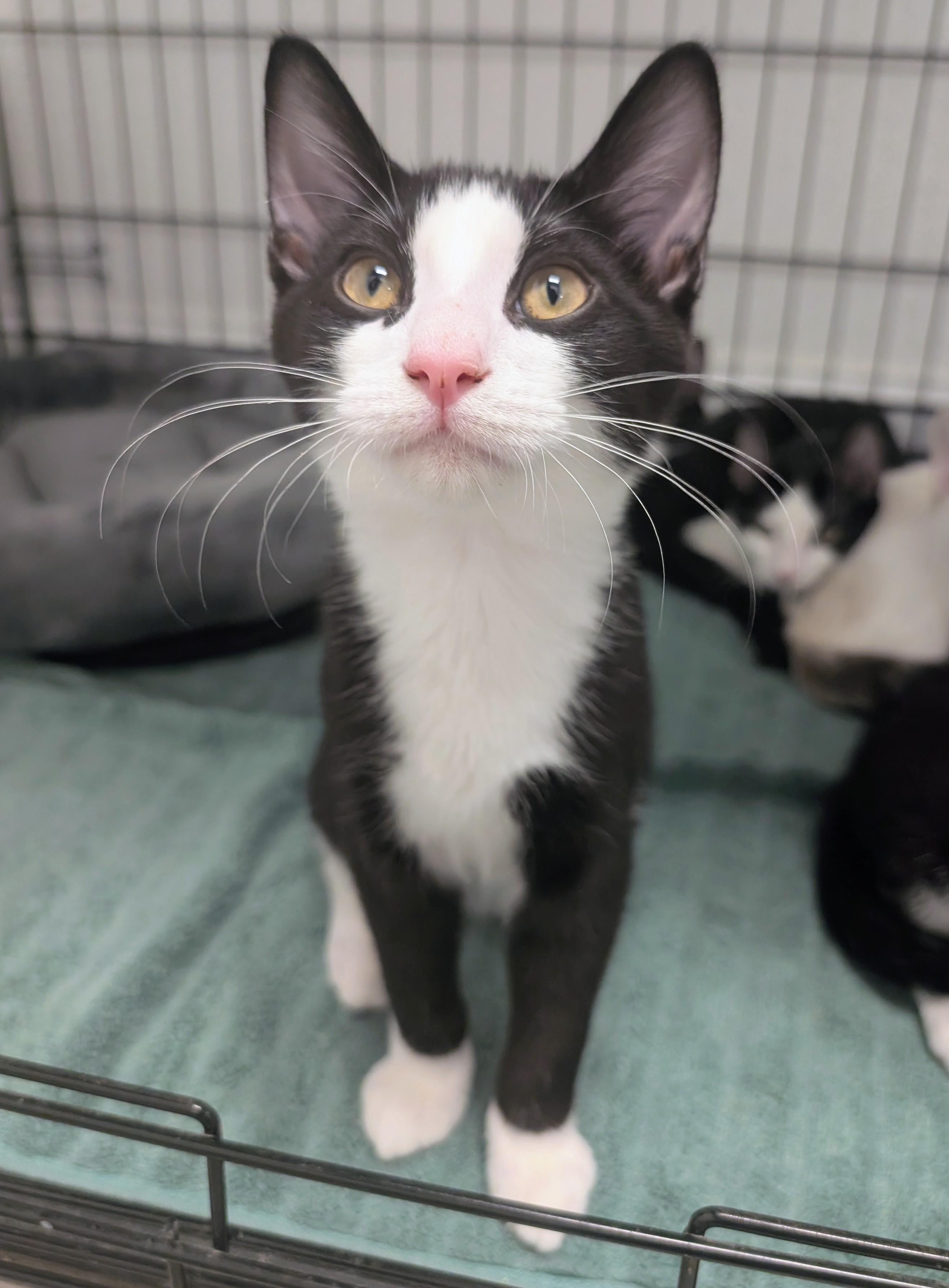 Fig, an adopted Domestic Short Hair in Palm Harbor, FL image 1/2