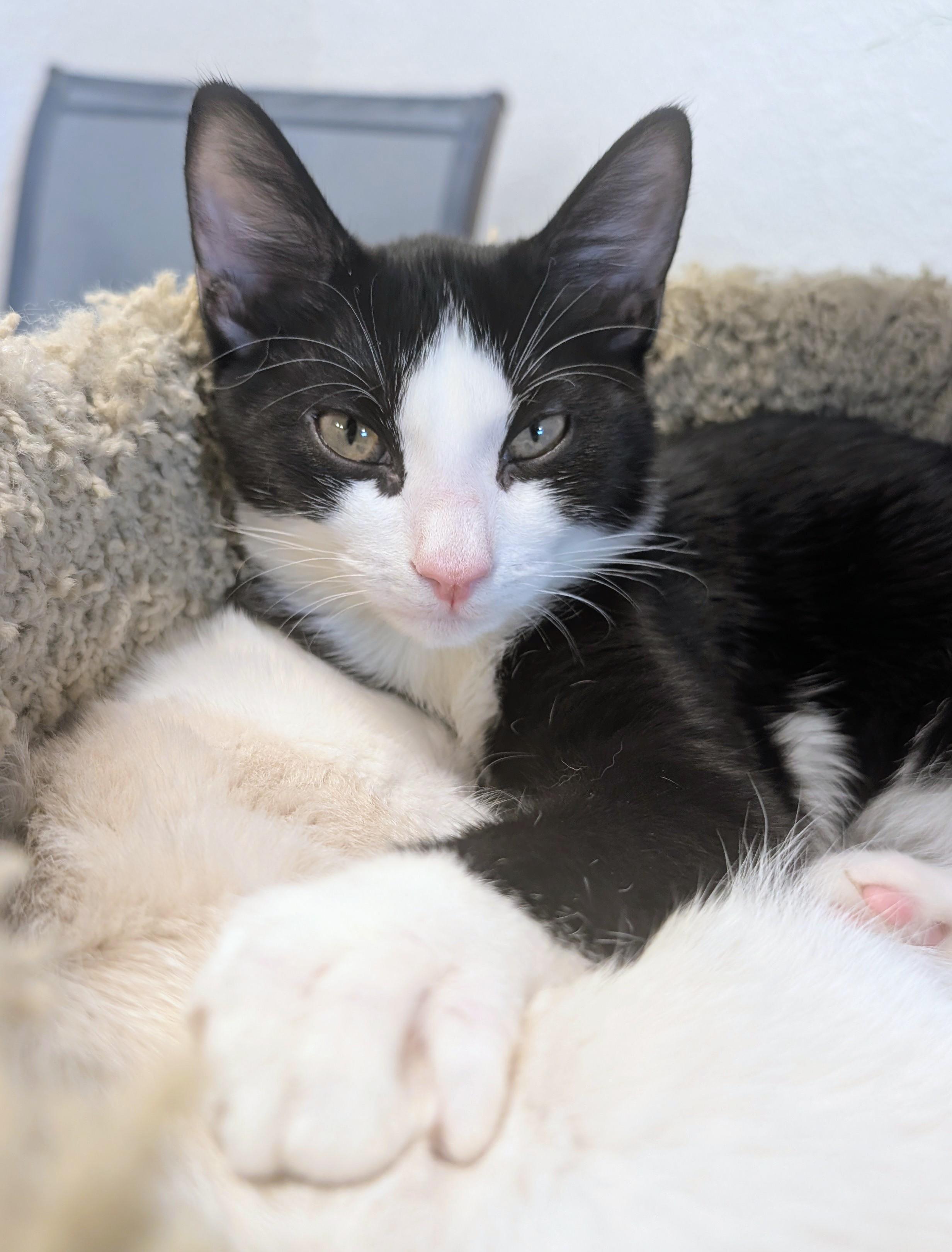 Fig, an adopted Domestic Short Hair in Palm Harbor, FL image 2/2