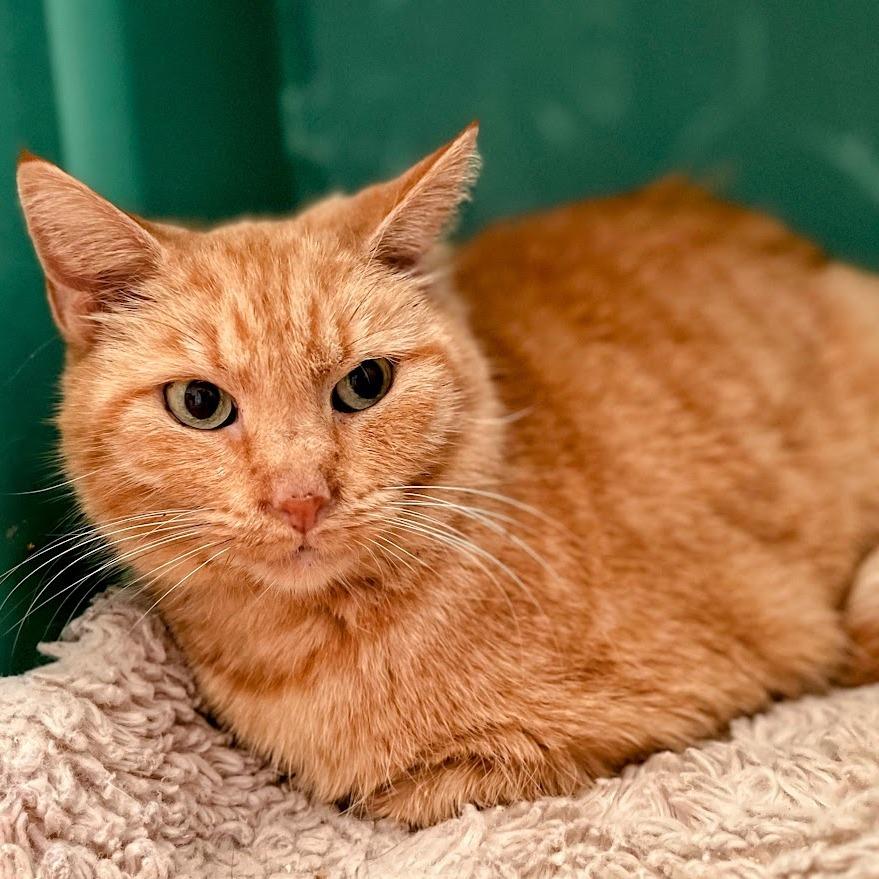 Cluster Pine — thumbnail 2