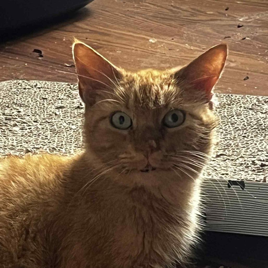 Cluster Pine — thumbnail 4