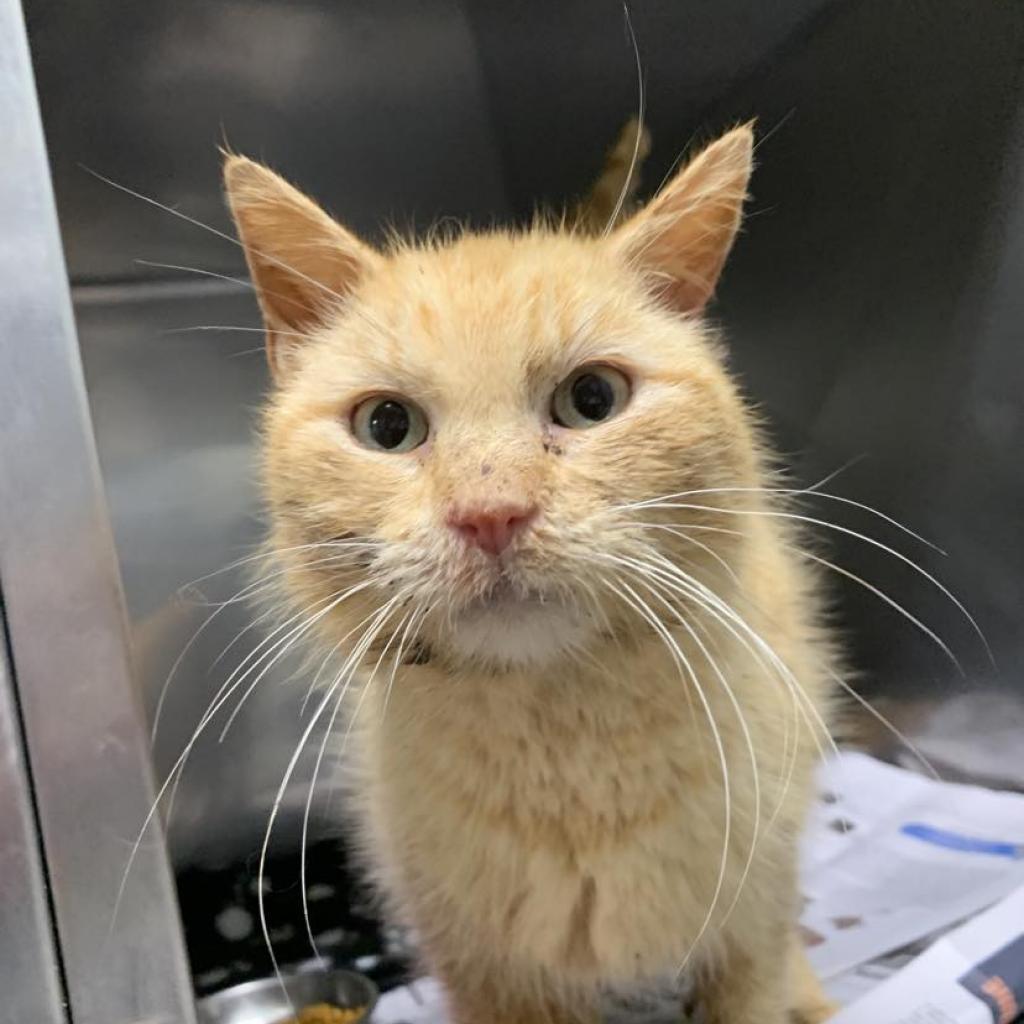 Cluster Pine — thumbnail 5