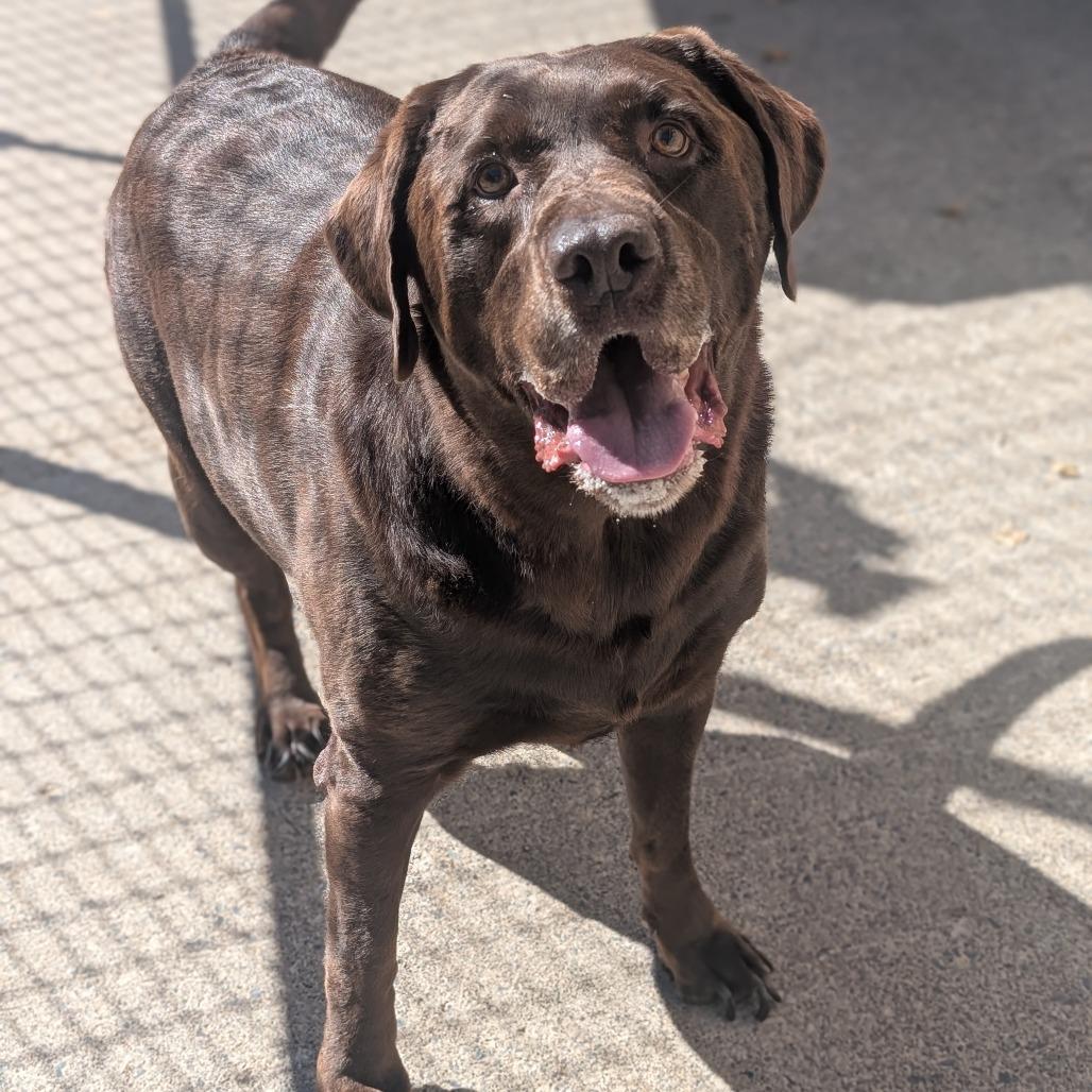 Colt, Adoptable, Senior Male Chocolate Labrador Retriever.