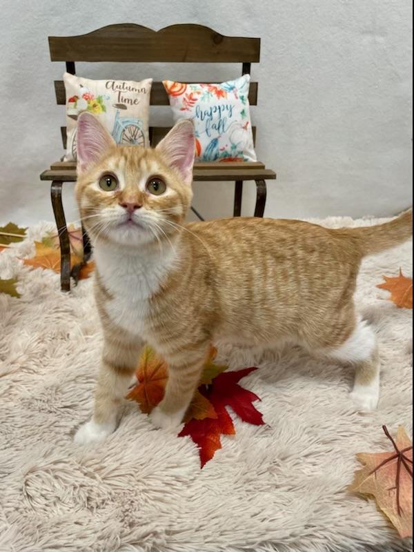 Cheddar (bonded with Colby), Adopted, Adult Male Domestic Short Hair.