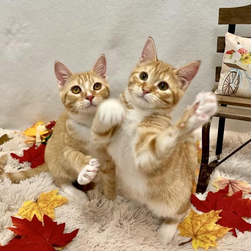 Enlarge Cheddar (bonded with Colby), a Adopted mixed breed in San Francisco, CA image 2/4