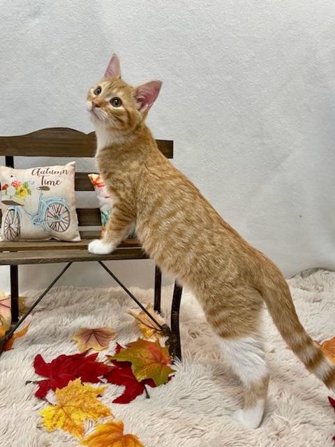 Enlarge Cheddar (bonded with Colby), a Adopted mixed breed in San Francisco, CA image 3/4