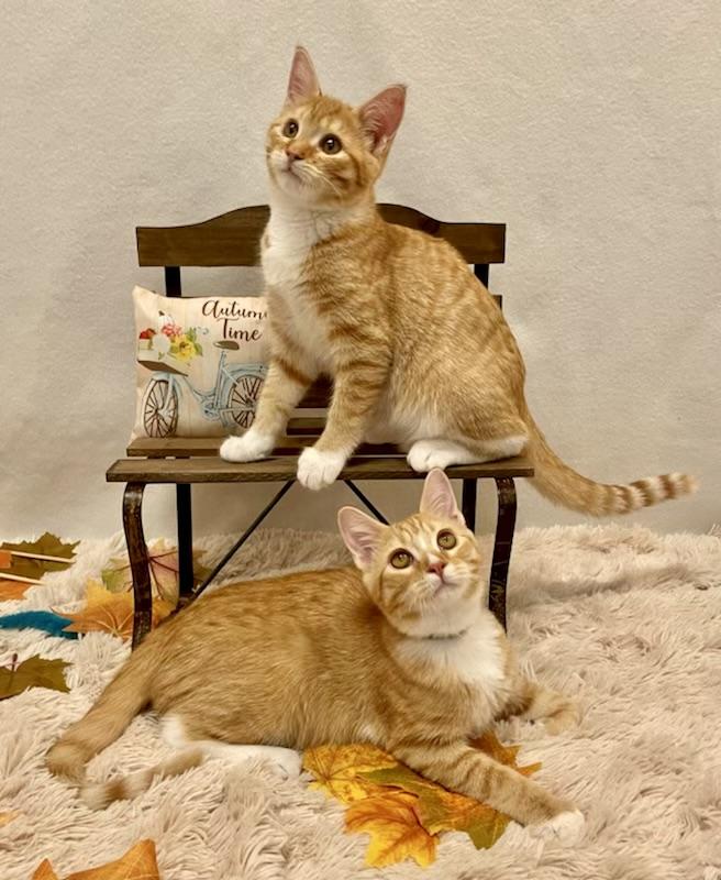 Enlarge Cheddar (bonded with Colby), a Adopted mixed breed in San Francisco, CA image 4/4