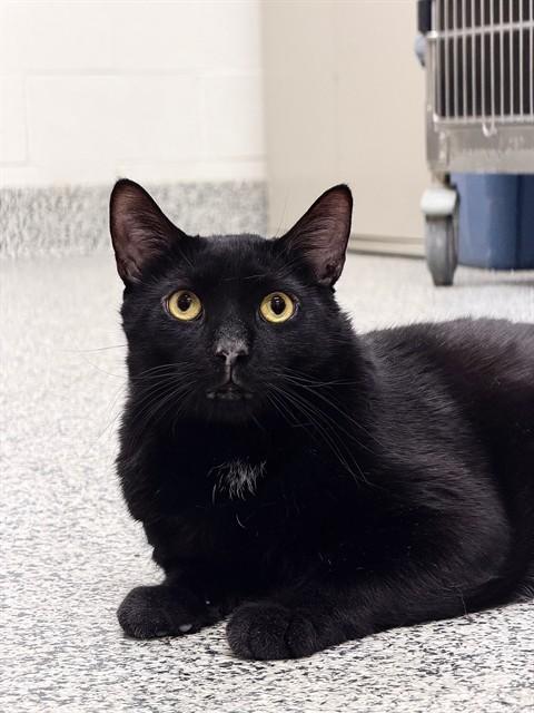 PAPA, Adoptable, Adult Male Domestic Short Hair.