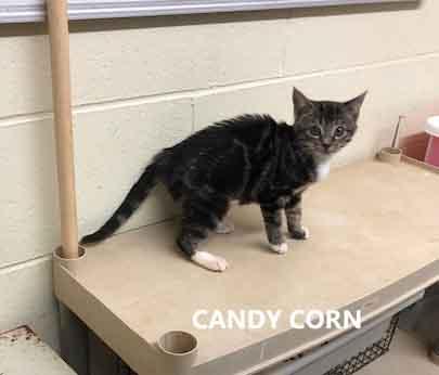 Candy Corn, adopted, Kitten Female Domestic Short Hair.