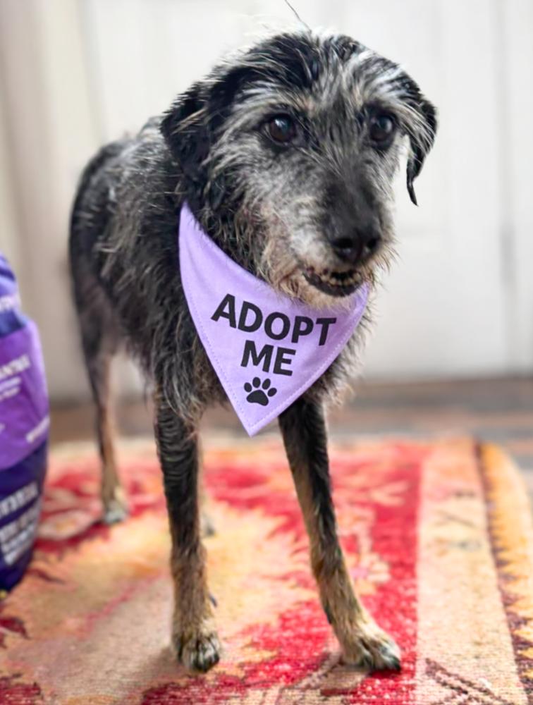 Cricket, Adoptable, Adult Female Mixed Breed.