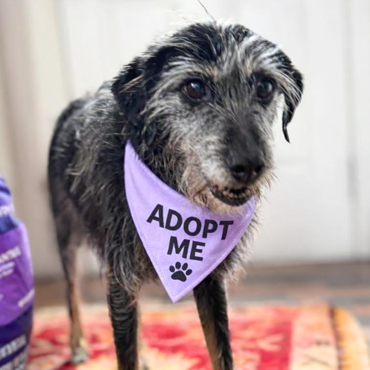 Enlarge Cricket, a Adoptable mixed breed in Wayne, NJ image 1/1
