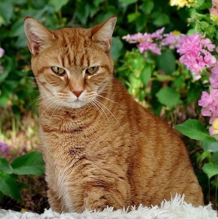 Skimp, Adoptable, Senior Female Tabby.