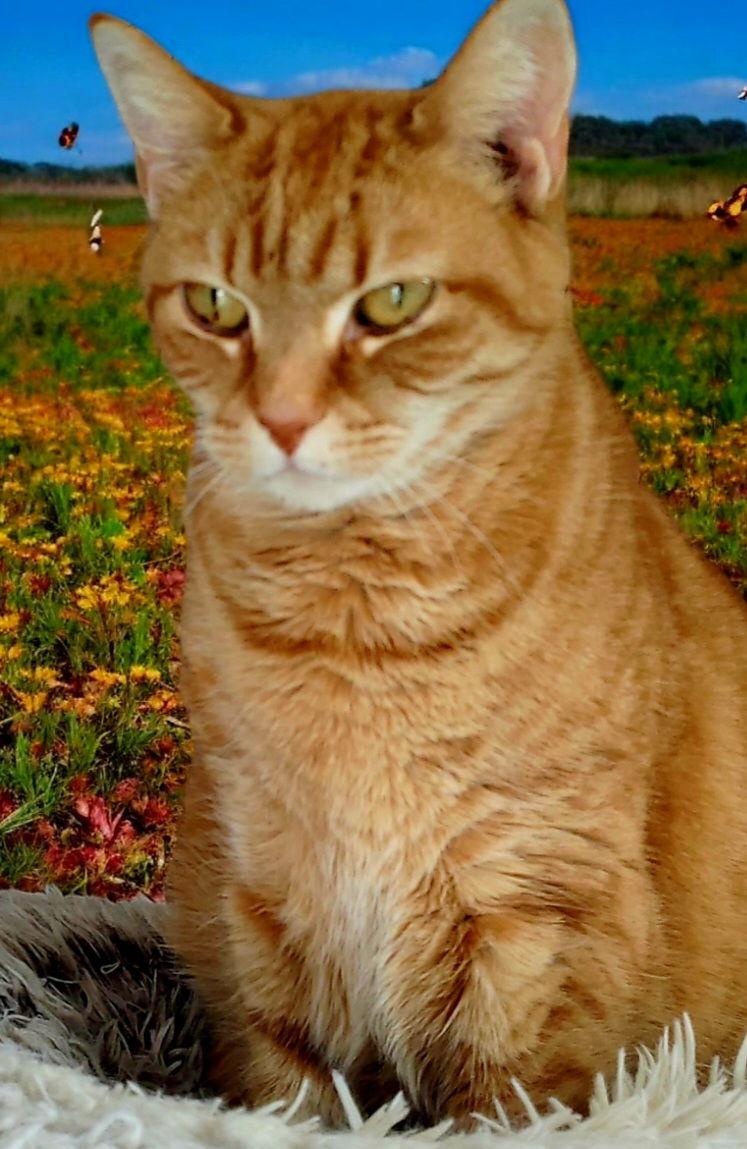Enlarge Skimp, a Adoptable Tabby in Weems, VA image 3/3