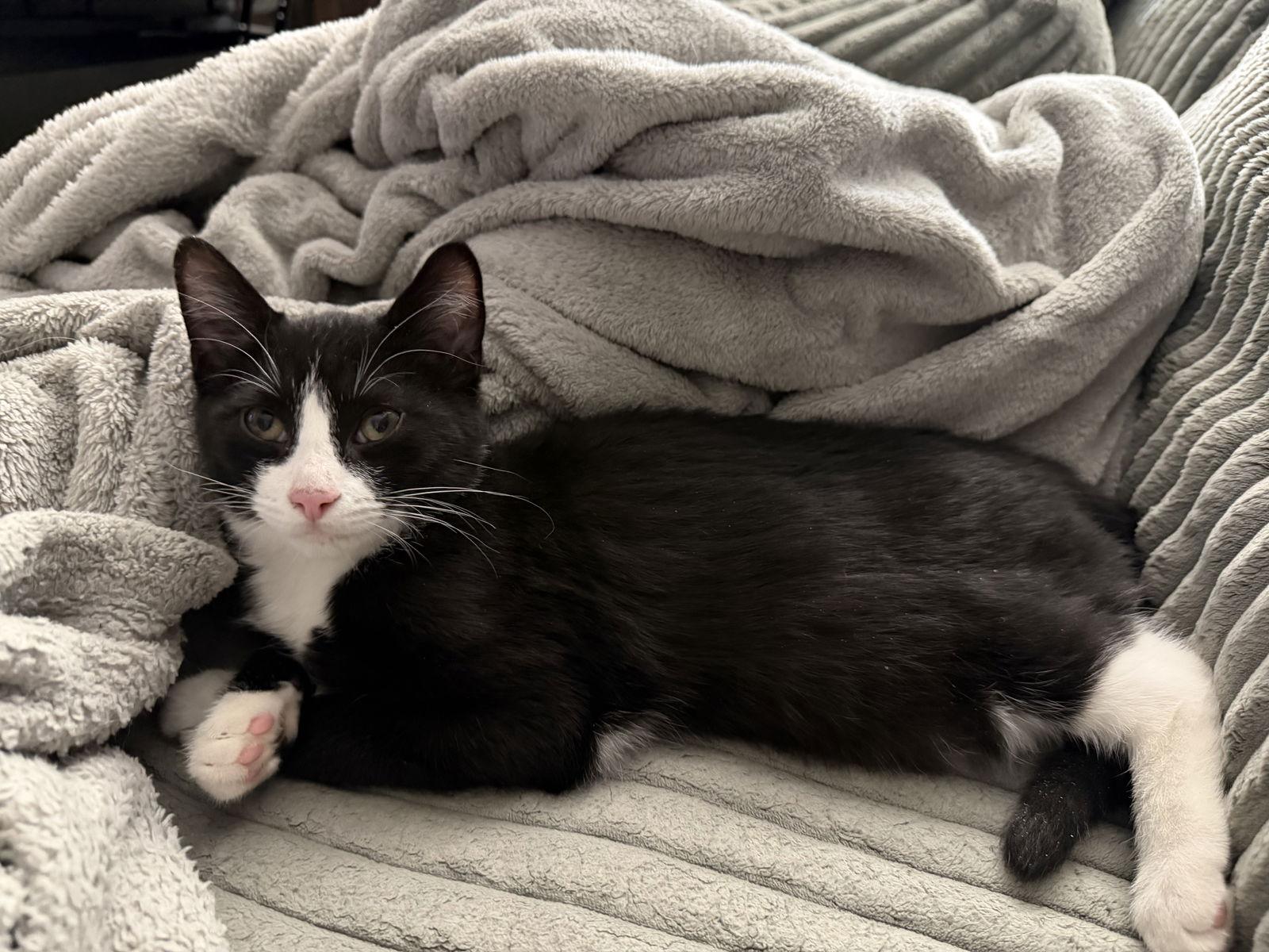 Enlarge Yo-Yo (w/ Moo Moo), a Adoptable Domestic Short Hair in Stewartsville, NJ image 1/3