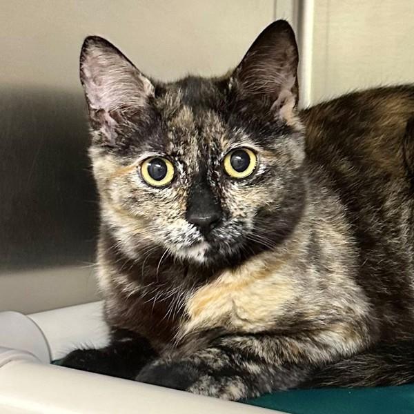 Paisley Park, Adoptable, Young Female Domestic Short Hair.