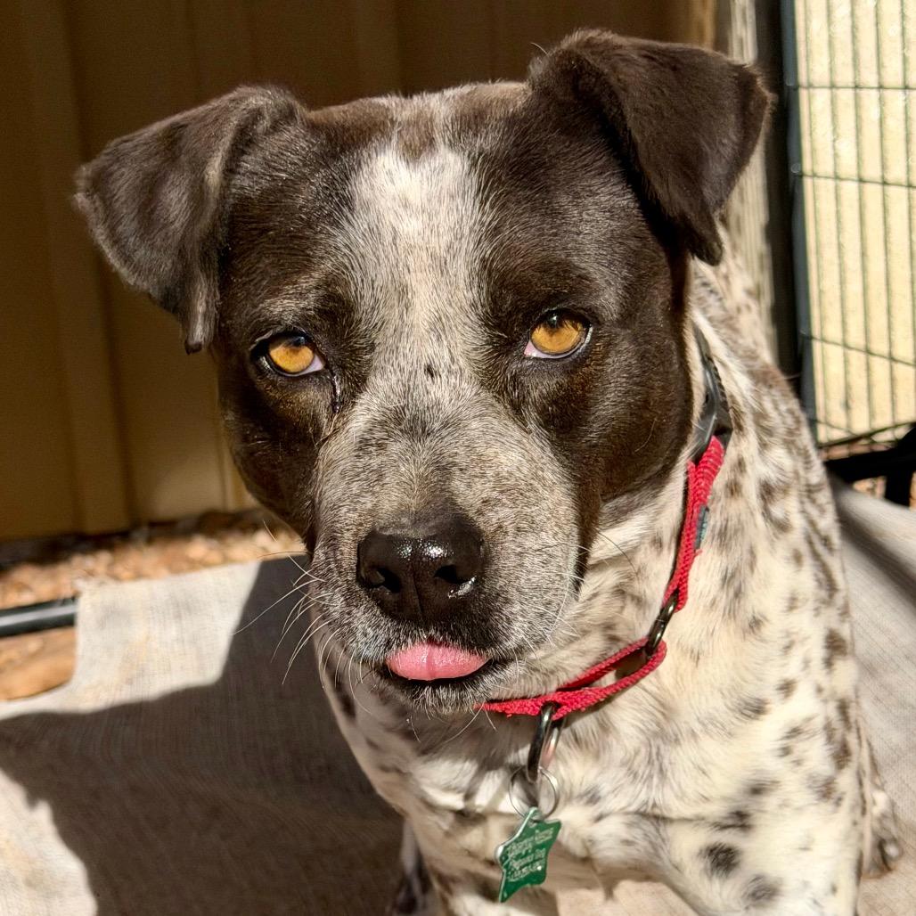 Faye, Adoptable, Young Female Mixed Breed.