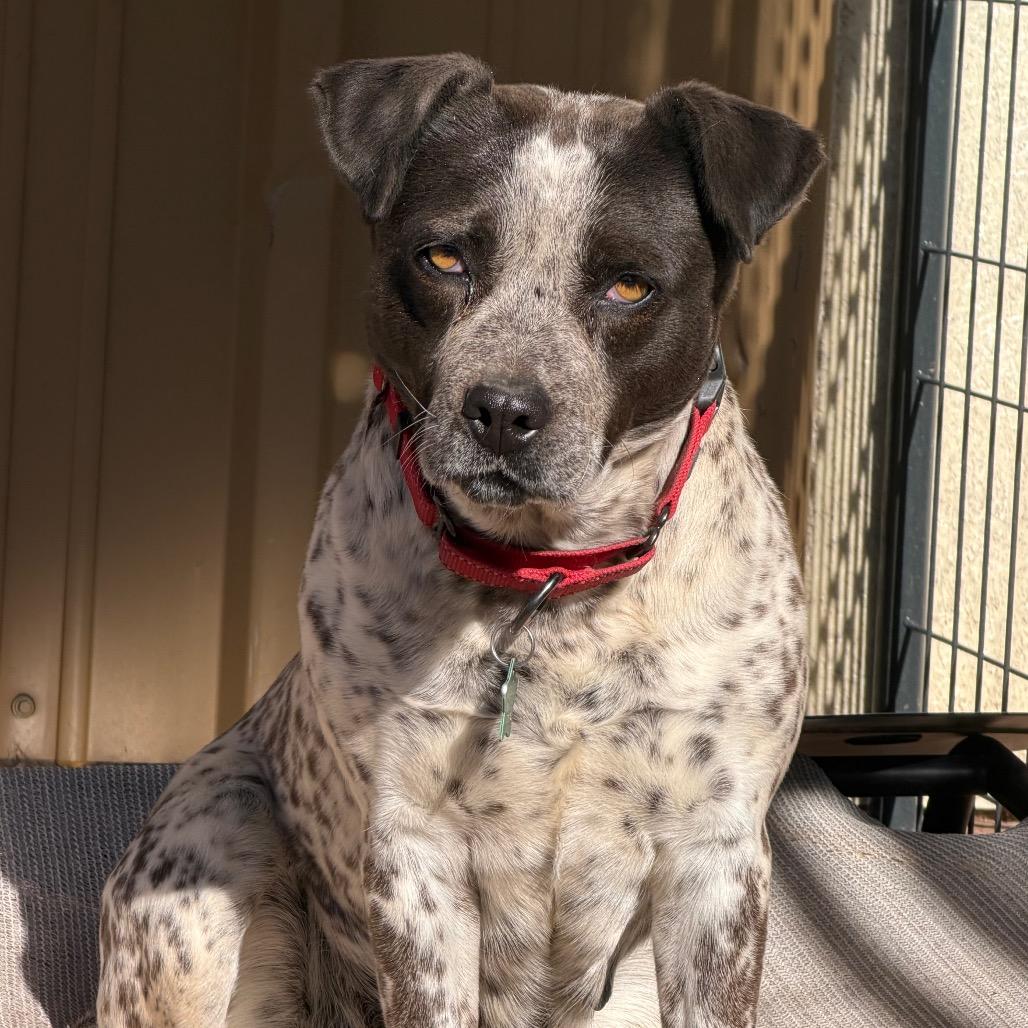 Enlarge Faye, a Adoptable Mixed Breed in Moab, UT image 2/6