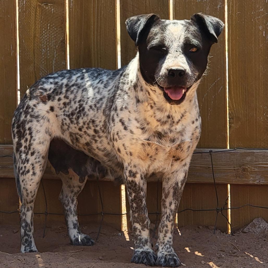 Faye, a Adoptable Mixed Breed in Moab, UT image 1/2