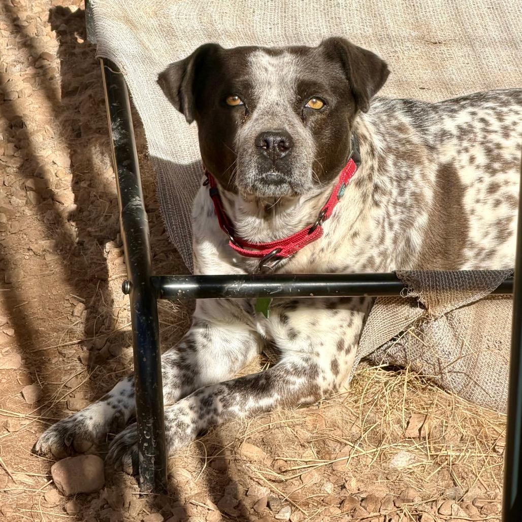 Enlarge Faye, a Adoptable Mixed Breed in Moab, UT image 4/6