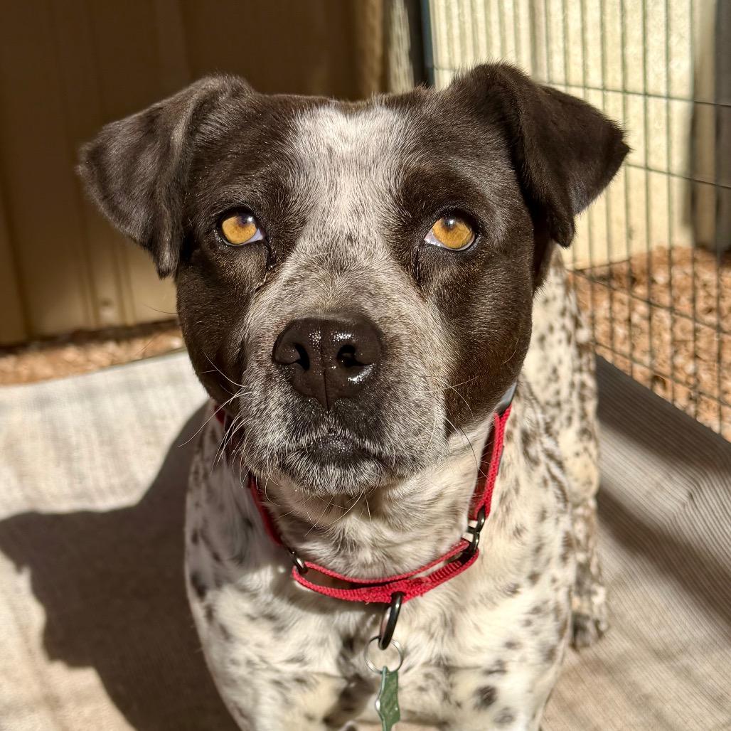 Enlarge Faye, a Adoptable Mixed Breed in Moab, UT image 6/6