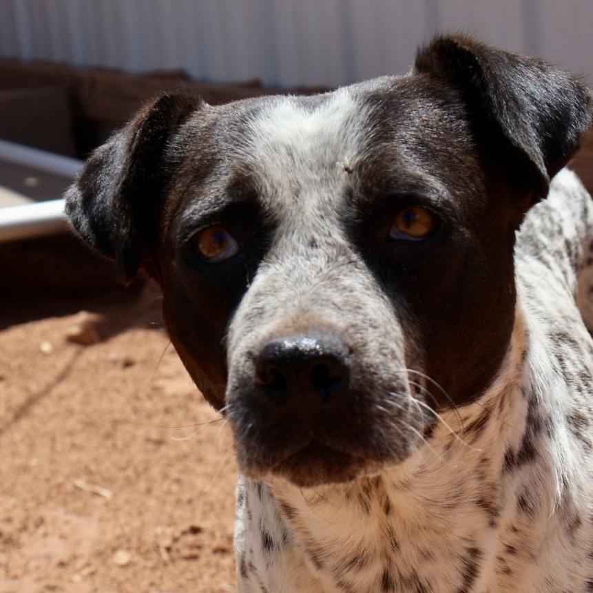 Faye, a Adoptable Mixed Breed in Moab, UT image 2/2