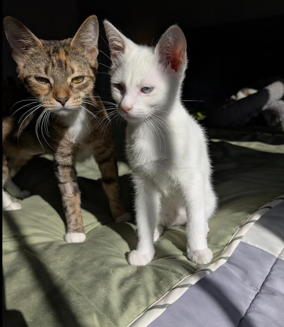 Lilith, Adoptable, Adult Female Domestic Short Hair.