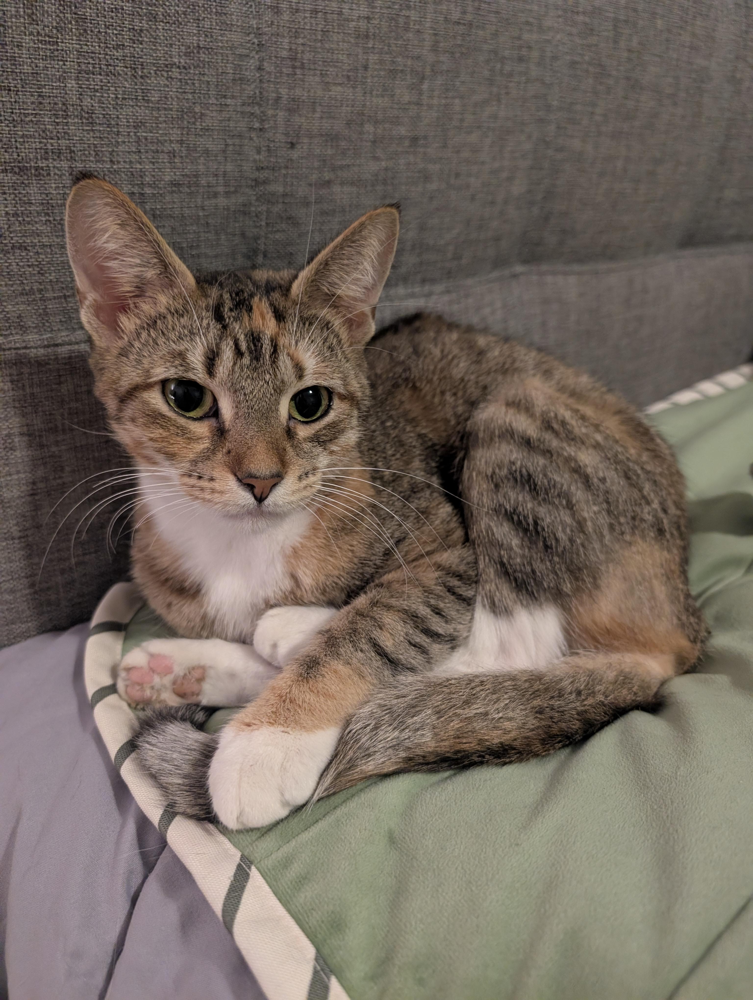 Lilith, a Adoptable Domestic Short Hair in Columbus, OH image 2/6