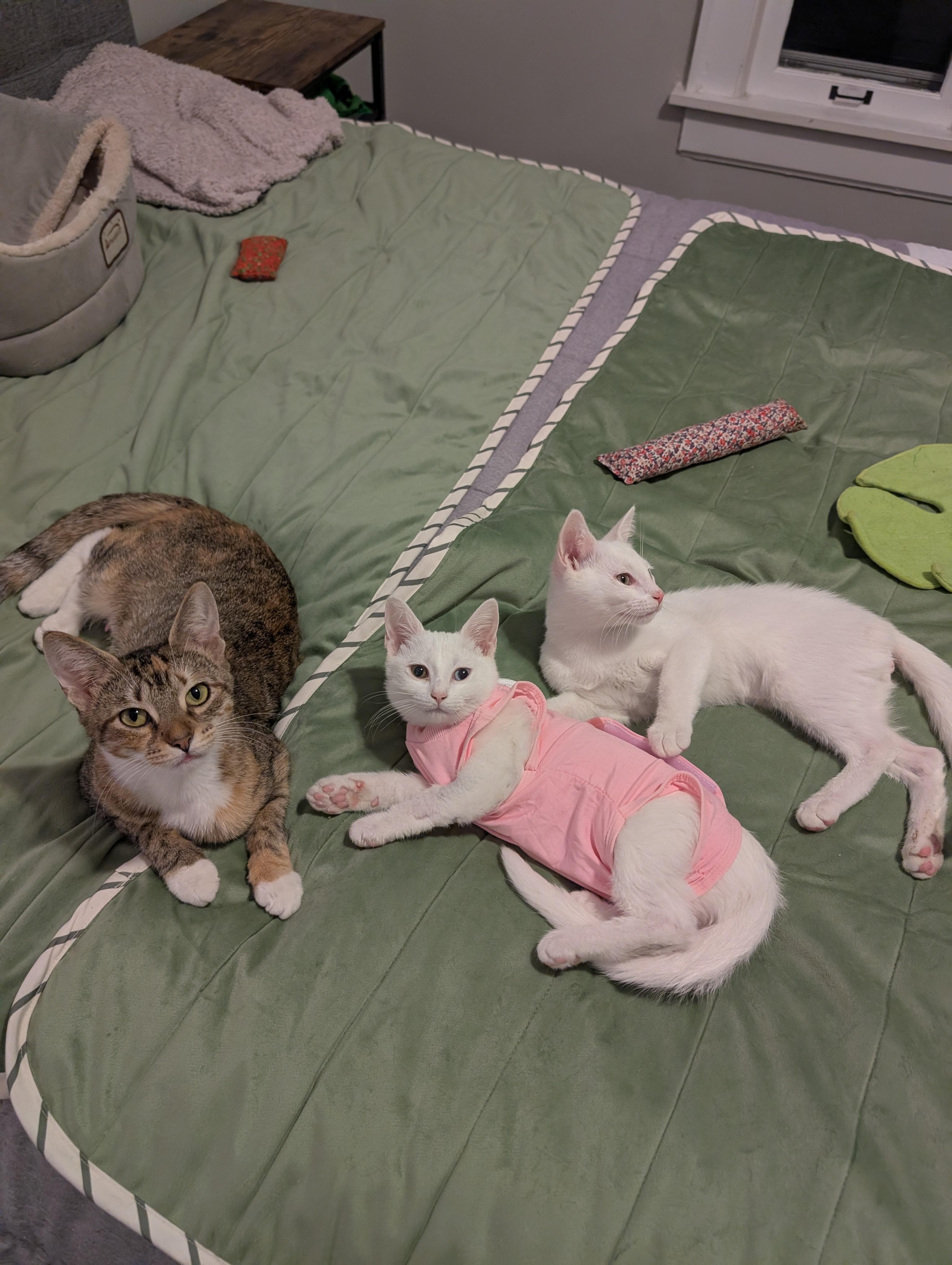 Lilith, a Adoptable Domestic Short Hair in Columbus, OH image 3/6