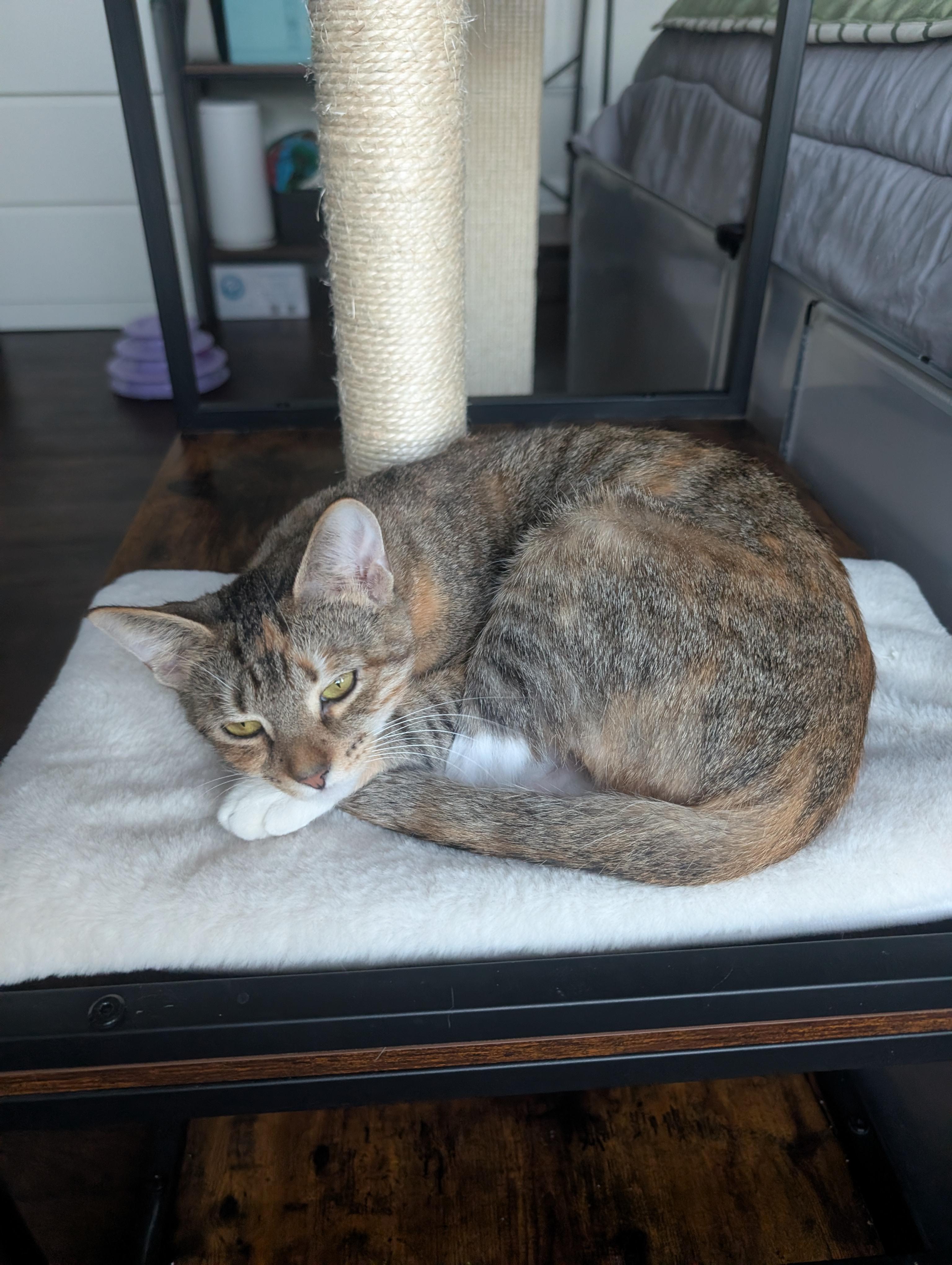 Lilith, a Adoptable Domestic Short Hair in Columbus, OH image 4/6