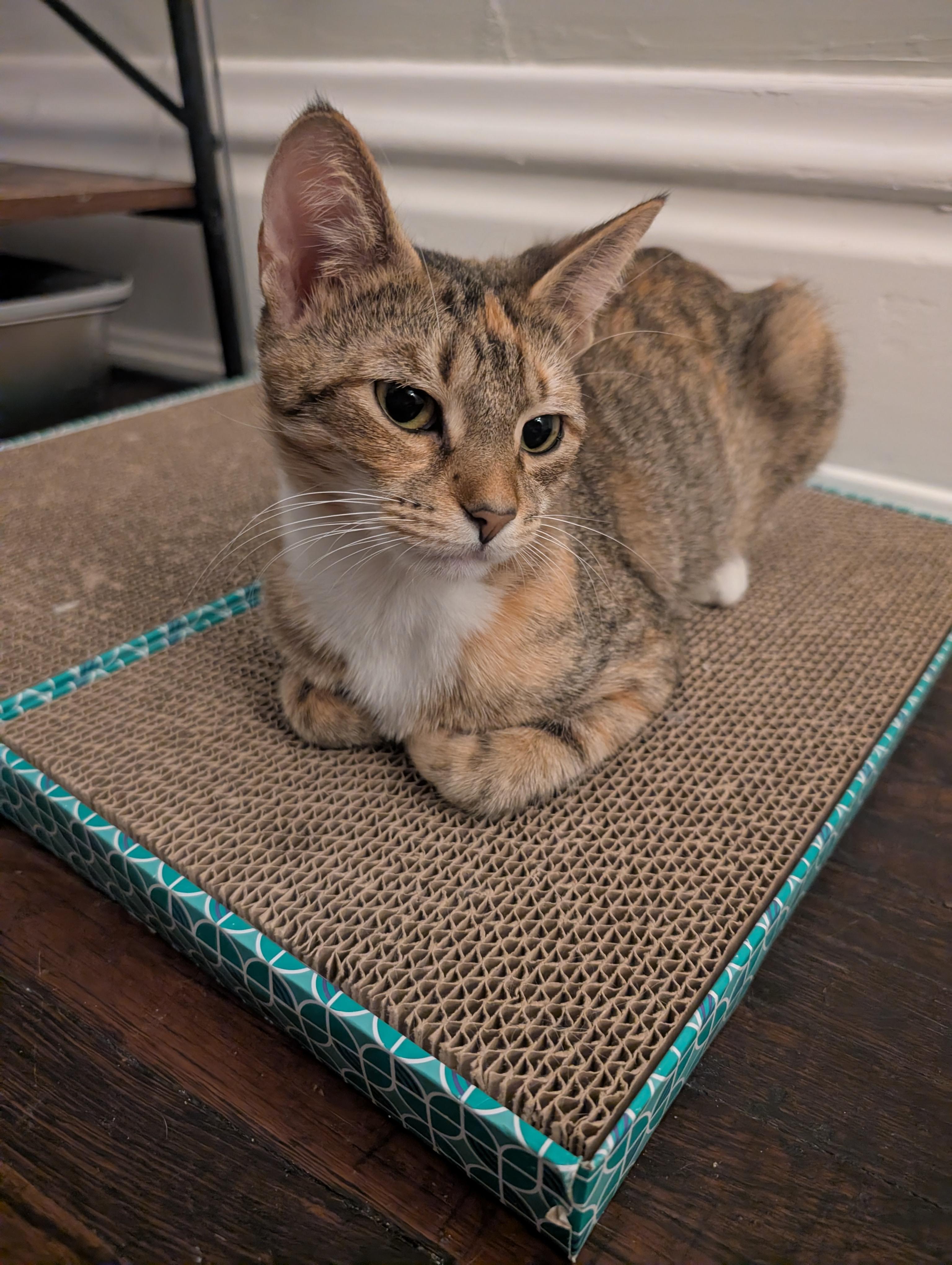 Lilith, a Adoptable Domestic Short Hair in Columbus, OH image 6/6