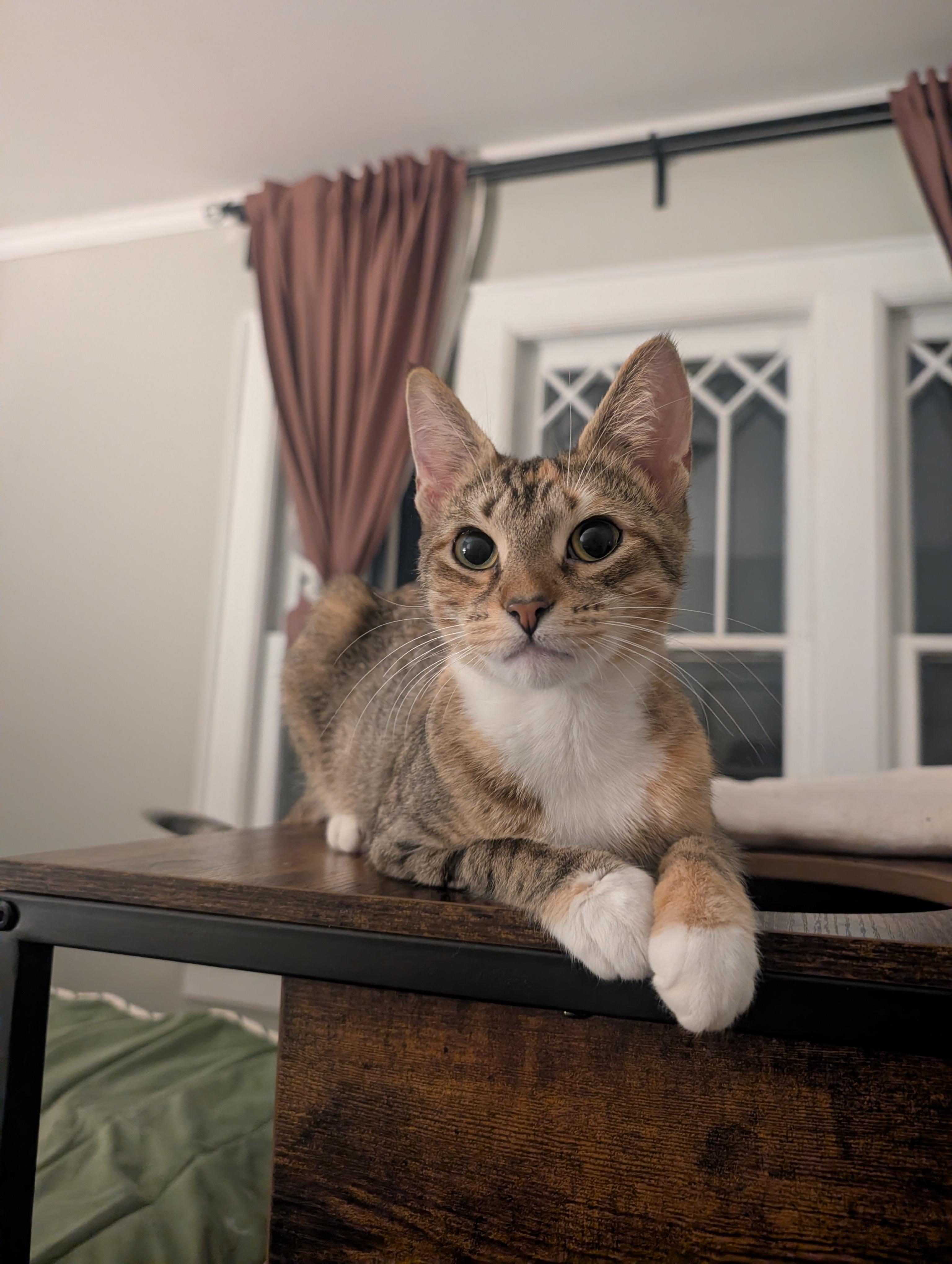 Lilith, a Adoptable Domestic Short Hair in Columbus, OH image 5/6