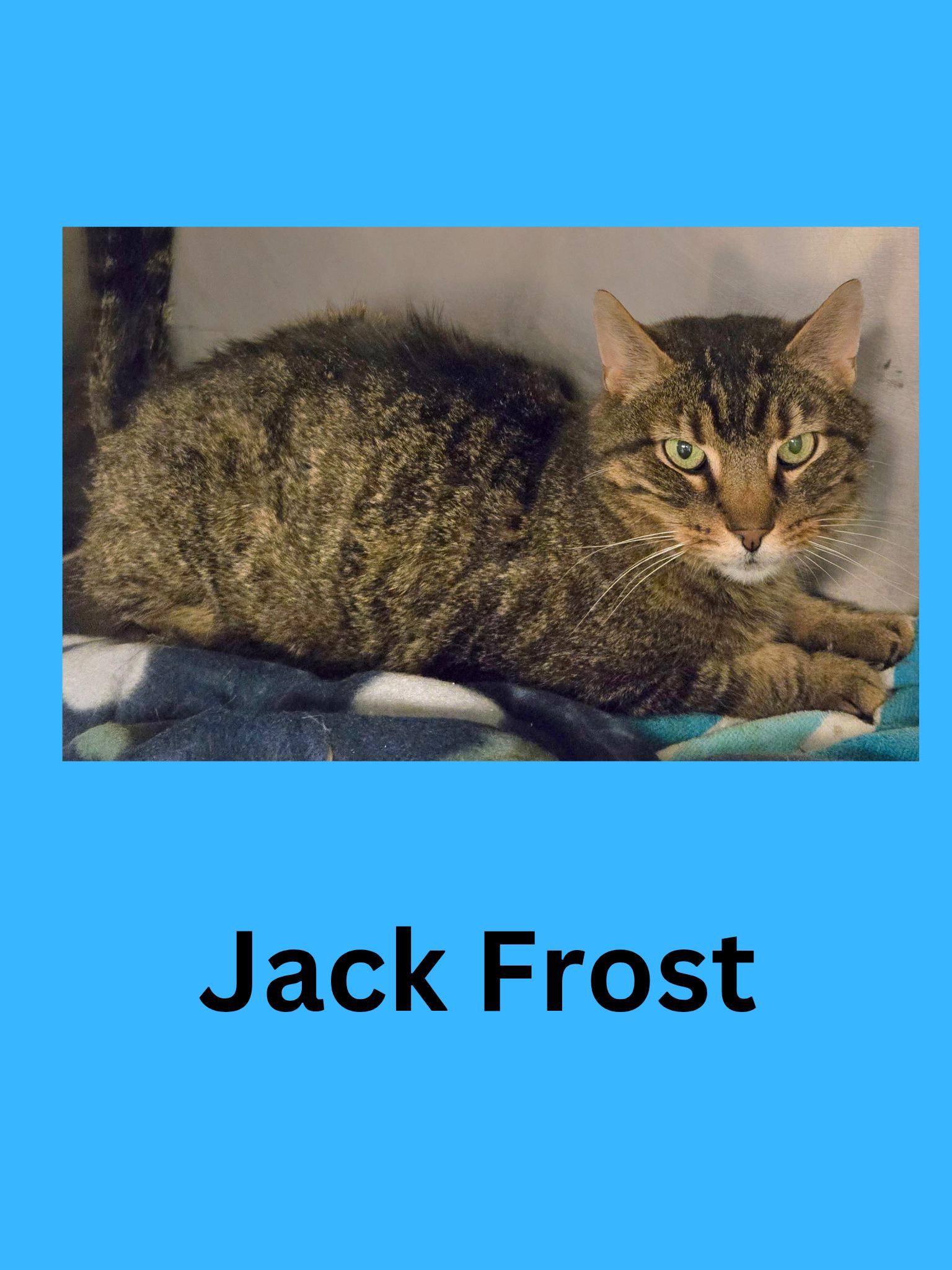 Jack Frost