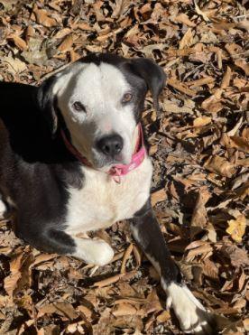 Boss, Adoptable, Senior Male Pit Bull Terrier.