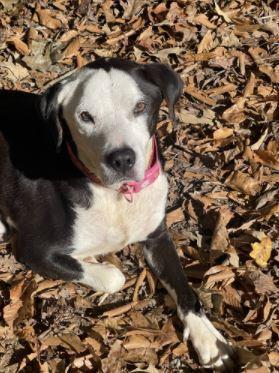 Boss, a Adoptable mixed breed in Mocksville, NC image 2/3