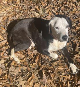 Boss, a Adoptable mixed breed in Mocksville, NC image 3/3
